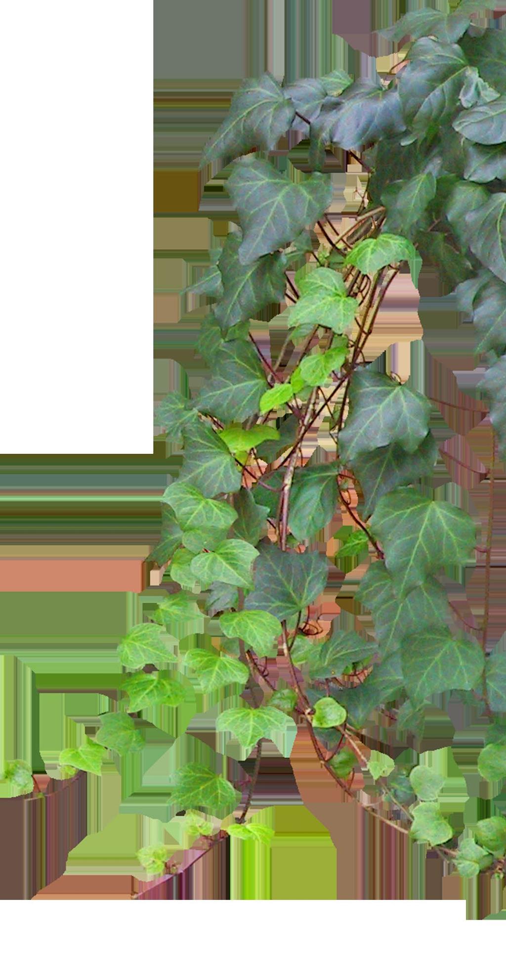 Klimop wordt in de regel aangeplant met een lengte van tussen de 2 en 3,5 m en groeit daarna gemiddeld met 0,5
