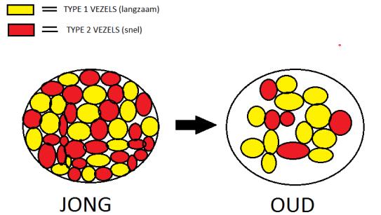 Etiologie Volume van de overgebleven spiercellen Aantal type 1 (langzaam) en type 2 vezels (snel) Hormonen Vetweefsel