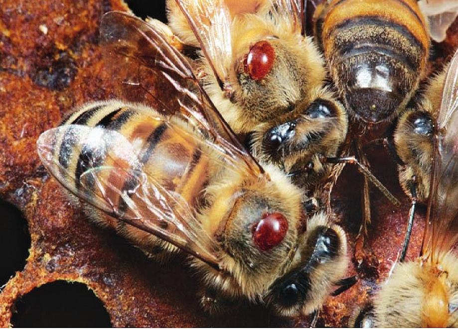 Varrao-mijt en imidacloprid benadelen samen honingbijen Albert Vandijck De varroa-mijt en het neonicotinoïde bestrijdingsmiddel imidacloprid benadelen samen honingbijen bij hun zoektocht naar