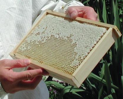 Honing zou allergische reacties kunnen veroorzaken Albert Vandijck Hoe een persoon zal reageren op bepaalde voedingsbestanddelen is onvoorspelbaar.