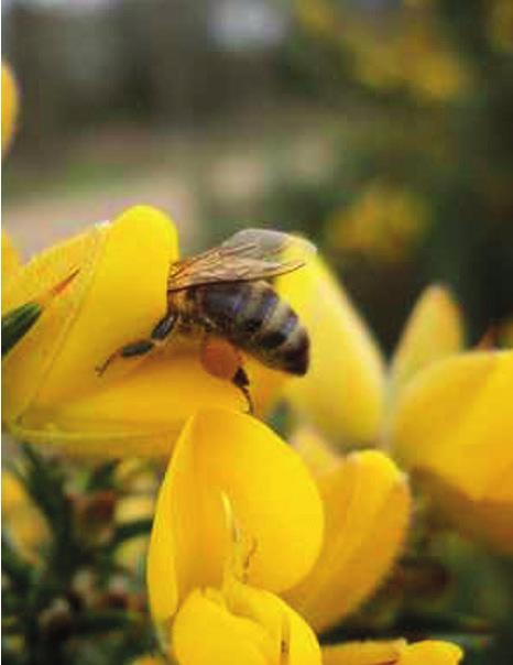 Gaspeldoorn bloeit in de winter Albert Vandijck Raar maar waar, in de afgelopen herfst- en de lopende winterperiode bloeide er het een en het ander.