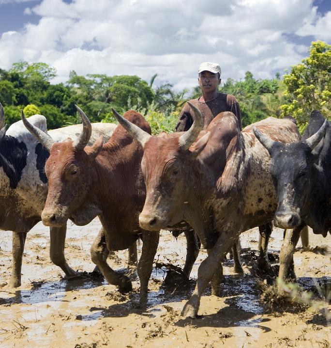 Zij spreken allemaal één gemeenschappelijke taal: het Malagasy.