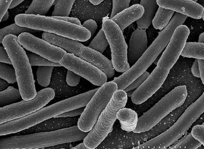 Opkomst resistente Enterobacteriaceae (ESBL-E en CPE) Enterobacteriaceae= gram negatieve bacteriën, meest bekend E.