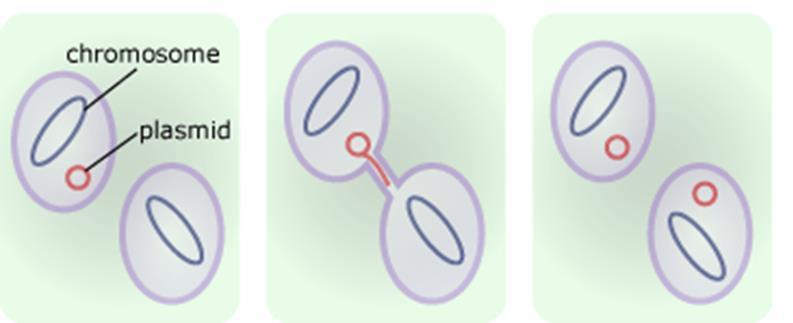 Verspreiding ESBL-E en CPE Plasmides (=mobiele genetische elementen) Co-resistentie