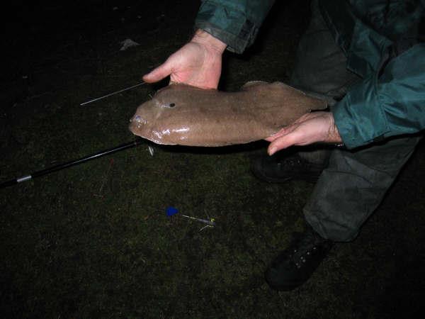 Uitzondering was de vangst van mijn vismaat(neef) een tong van 37 cm. Dit maakte de visdag nog enigszins succesvol.