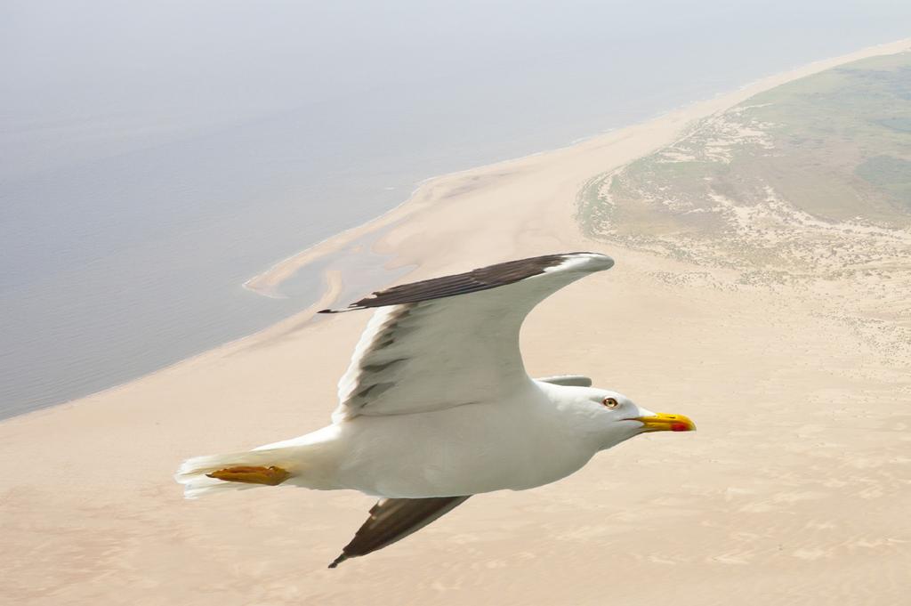 Fauna Bron: Arens & Everts et al. 2012 In het zand van de zeereep wemelt het van de borstelwormen, pissebedden, vliegenlarven, kevers en andere kleine ongewervelde dieren.