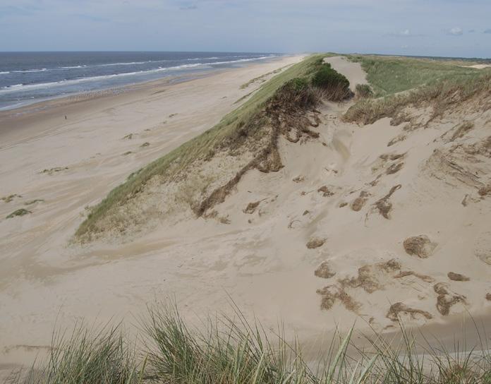 De Grijze duinen zijn daarbij onderverdeeld in kalkrijke en kalkarme Grijze duinen.