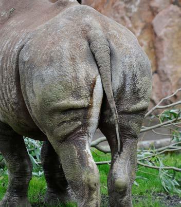 Hallo, dit ben ik Neushoorns geven geen hand als ze zich voorstellen. Wat doen ze dan? Ze poepen op een gezamenlijke hoop. Zo ruiken ze precies wie er allemaal in de buurt zijn.