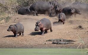 Vaak zie je grote scholen tropische vissen, schildpadden (deze leggen eieren van oktober tot maart), verschillende soorten haaien (van zwarte rifpunthaaien tot luipaardhaaien) en veel interessant