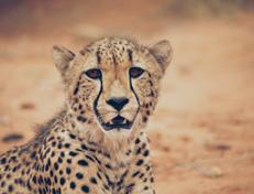 een uitgebreid ontbijt vertrekken we vanuit Mlilwane en gaan we de grens over naar Zuid-Afrika op weg naar het wereldberoemde Kruger