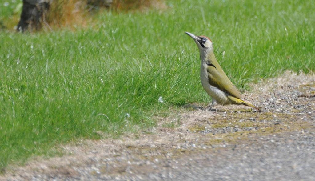 Broedvogels van Grevelingenhout 2017 Groene Specht, Foto : Maarten Sluijter Rapportage van onderzoek door de