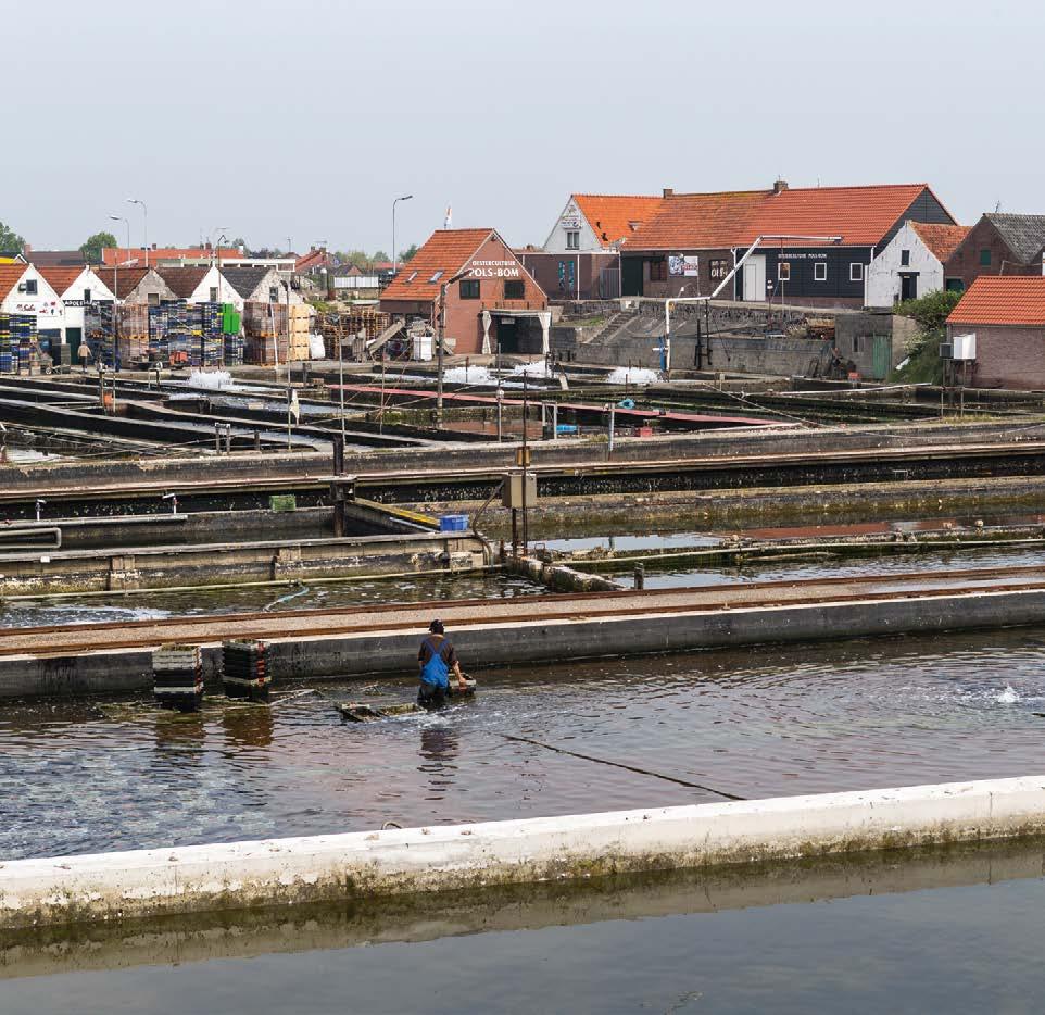 Gezelligheid uit de zee die ongekende M culinaire mogelijkheden biedt. Misschien zijn er daarom zoveel sterrenrestaurants in Zeeland.