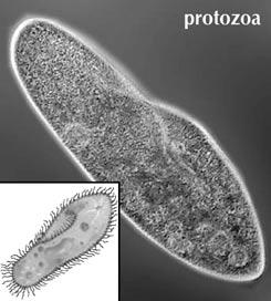 Zelfzuiverend vermogen van een waterloop Waterzuivering Afval dat in het water terechtkomt, wordt door bacteriën, schimmels en protozoa omgezet in water, mineralen (voedingsstoffen voor planten) en