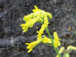 Gele helmbloem (Pseudofumaria lutea) Overblijvende ossentong (Pentaglottis sempervirens) Deze gele plant komt oorspronkelijk uit het zuidelijke gedeelte van de Alpen en is ingevoerd in Nederland.