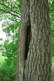 Veel van de boomholten in lanen zijn ontstaan door verkeerde snoei, waarbij door de reactie- en barrièrezones van het hout, dicht langs de bast, is gezaagd.