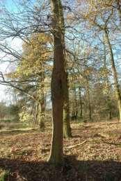 Andere oorzaken van mechanische schade in laanbomen is, in het verleden veroorzaakte oorlogsschade of aanrijschade door verkeer of machines.