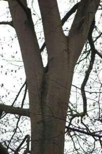 Bij een boom waarvan de stam zich in tweeën splitst kan op een dergelijke manier eveneens een holte ontstaan.