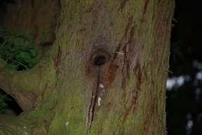 Vleermuizen verkiezen in de zomer levende bomen boven dode bomen. Dode en deels dode bomen worden vooral gebruikt in het late najaar.