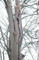 Plaats van de gebruikte holten en standplaats van de bomen Bij inspectie van bomen op aanwezigheid van holten, zijn gaten in de stam vaak de eerste holten die opvallen.