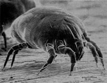 Mite Bedbug