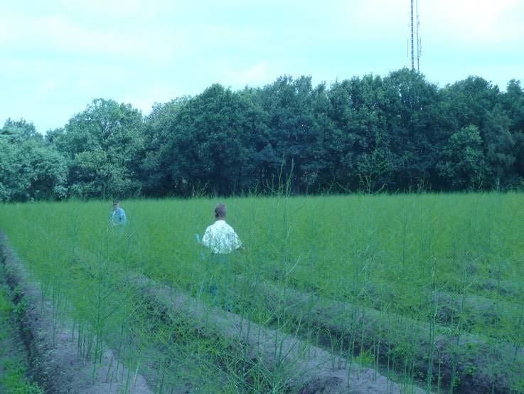 niet statistisch geanalyseerd. In 2009 zijn de volgende waarnemingen verricht: - Op 22 juli zijn in alle 16 telveldjes voor de behandeling het aantal kevers geteld.