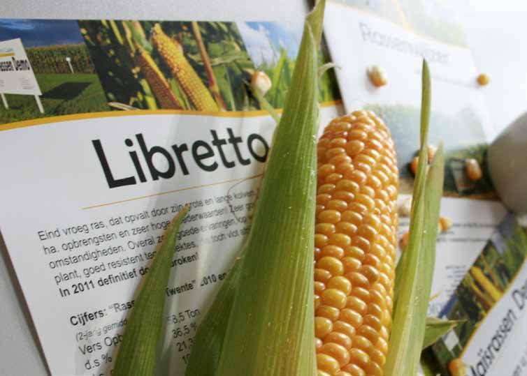 Libretto fao Eind vroeg ras dat opvalt door zijn grote en lange kolven. Compact, middenlang ras met zeer hoge ha. opbrengsten, opvallend veel en grote bladeren en zeer hoge voederwaarden!