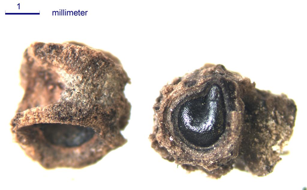 Gebruiksplanten in het terpen- en wierdengebied 147 Fig. 13 Vruchtclusters van biet uit de terp Achlum (Volle Middeleeuwen, zie Schepers 2015b). Foto M. Schepers. Fig. 14 Strandbiet tussen de stenen bij de veerhaven op Texel (juni 2016).