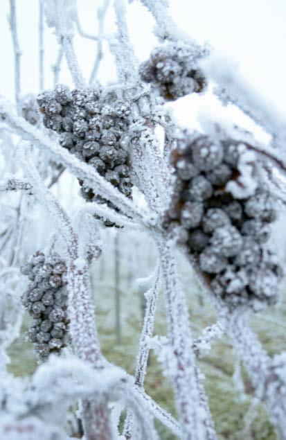 ZOET EN VERSTERKT EISWEIN In de koele