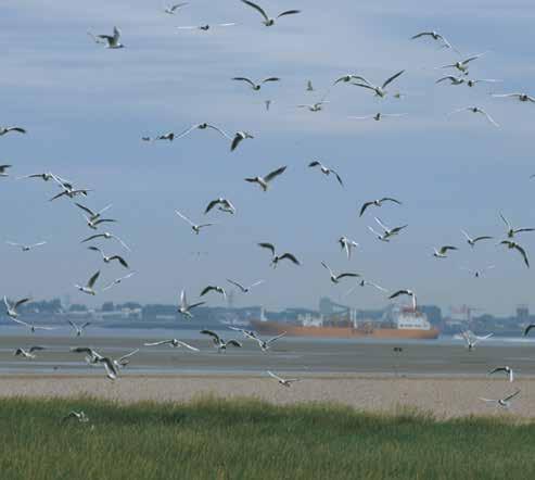 We rekenen expliciet op de input van alle stakeholders. Een adviesorgaan als de Schelderaad is daarbij onontbeerlijk. Dries Vervoort Zijn deze uitdagingen uniek voor het Schelde-estuarium?