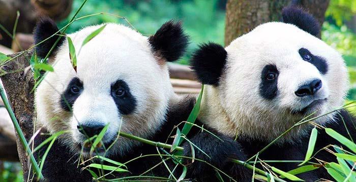 Vraag 21: Hoeveel dagen zijn de twee panda s