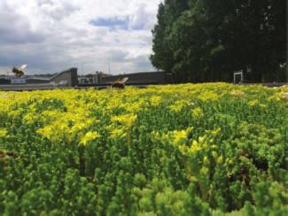 Na de startbijeenkomst van de Veldwerkplaats Bij-vriendelijk bermbeheer in Culemborg in december volgde in mei de tweede bijeenkomst in Wijk bij Duurstede en Houten.