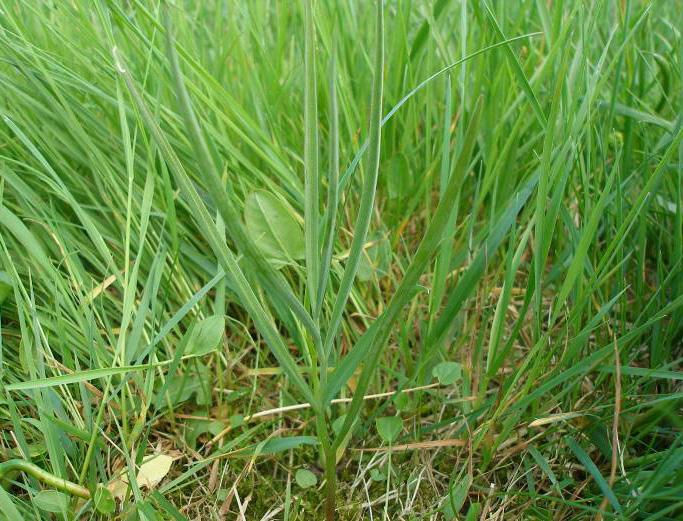 Andere voorbeelden van indelingen van levensfasen Pilzegge (Carex pilulifera) polvormende soort (niet gepubliceerd onderzoek P.