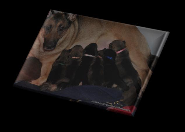 05-02-2012 tot 12-02-2012 De puppies groeien als kool, ze wegen inmiddels tussen de 900 en 13oogram. Ze dragen nu ook allemaal normale puppy halsbandjes.