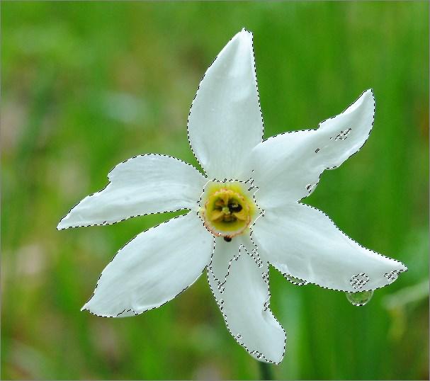 Photoshop Elements 13/14 les 5 c. Klik op één van de bloemen binnen het rechthoekige selectiekader.