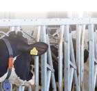 Net als de Structobrok is de PEB brok een rustige brok waarvan veel gevoerd kan worden, met het verschil dat de PEB brok enkel aan verse koeien