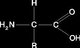 Aminozuren Verbindingen met zowel een een amine als een zuurgroep.