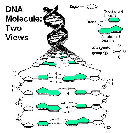 DNA bestaat uit twee polyesterstrengen die in een dubbele spiraal om elkaar heen gewikkeld zijn.