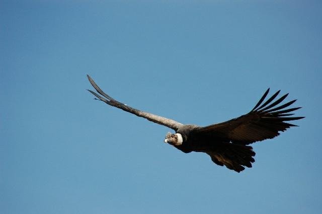 De volgende ochtend gaan we naar het uitkijkpunt Cruz del Condor, waar je de indrukwekkende condor kunt zien vliegen.