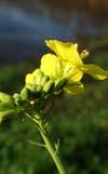 Wil je in jouw eigen omgeving op zoek naar bloeiende planten dan kan dat natuurlijk ook. Laat ons dat dan weten. Misschien wil er nog wel iemand met je mee. Aanmelden via: wiebe-kreton@hetnet.