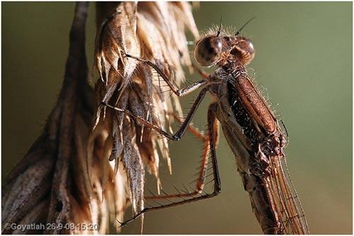 Soms zie je libellen met gedeukte ogen, maar met zo een neusgat zie je zelden tot nooit. Vermoedelijk is het een aantasting door een bacterie of schimmel. Mis.