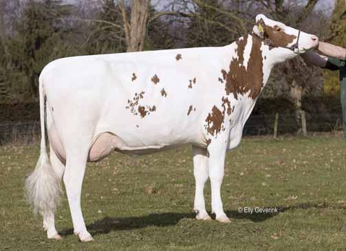 Vraag Een stier heeft een fokwaarde van +744 kilo melk, 74 kilogram vet en 50 kilogram eiwit. Hoe hoog is zijn INET?