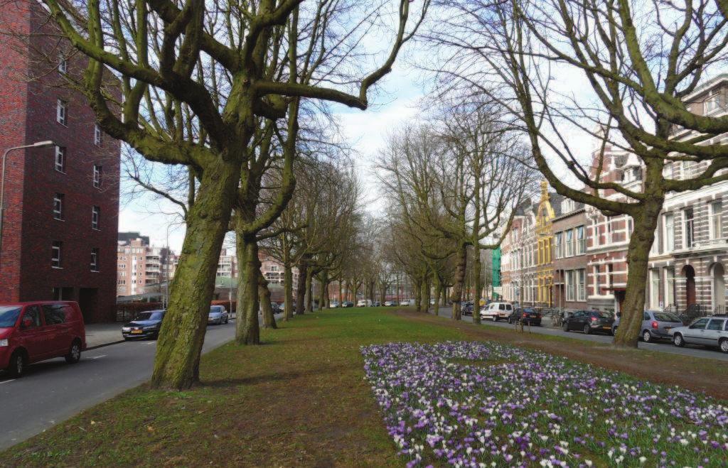 Groenadvies Amsterdam bv Boomonderzoek Singels te Groningen Foto 4: overzicht Ubbo Emmiussingel Aan de zuidzijde van de rijbaan staan 14 volgroeide linden in het voetpad.