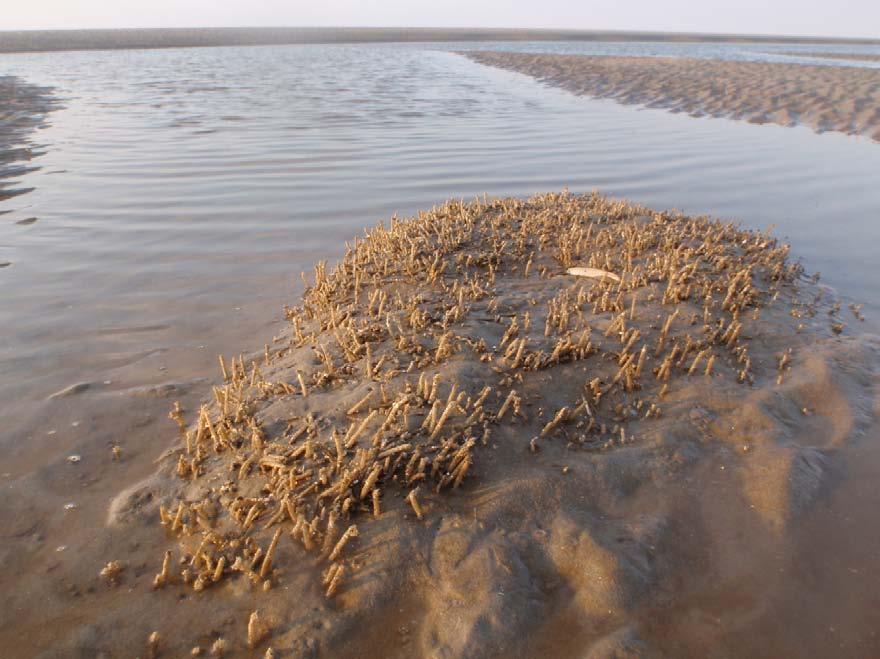 2010014 Veldcampagne ecologie Ameland 2010 strandgemiddeldes rapporteerden tussen 0,7 en 4,7 g AFDW/m 2 (deze laatste voor Schiermonnikoog), werden in het huidige onderzoek waarden gevonden tussen