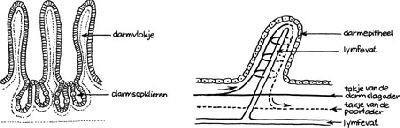 Figuur 3.4 Doorsnede van de wand van de dunnen darm en opbouw van een darmvlok De dikke darm De dikke darm van een varken is ongeveer 4 meter lang.
