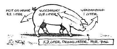Drinkwaterbehoefte Wanneer je eens kritisch kijkt naar de wateropname bij dieren, zal het je opvallen dat schapen buiten de zoogperiode, als ze weiden, haast geen water drinken.