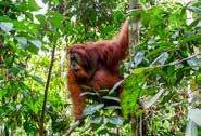 Onder begeleiding van een lokale gids maken we een wandeling van circa 3 uur door het Leuser National Park. We gaan hier genieten van de rijke flora en fauna in dit ongerepte regenwoud.