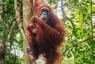 Noord Sumatra Jungle Tour 8 dagen / 7 nachten vertrek: dagelijks vanuit Medan code: RVL08DMBKLT Tijdens deze reis bezoeken we de indrukwekkende jungles van noord Sumatra Dag 01: Medan Aankomst op het