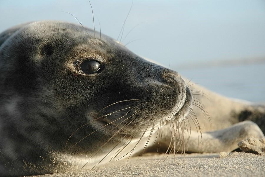 Op zoek naar De Grote Vijf in de Grevelingen - combi In het Grevelingenmeer zitten niet alleen zeehonden, maar zwemmen ook reeën naar de eilanden en zit er een vaste populatie op de Slikken van
