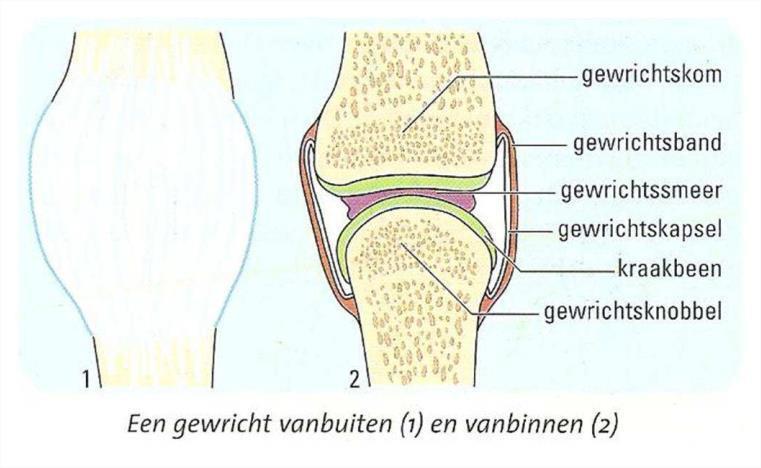 Tekst over skelet, gewrichten en spieren pag. 5/5 Een gewricht wordt bij elkaar gehouden door het gewrichtskapsel, en soms ook nog door gewrichtsbanden.