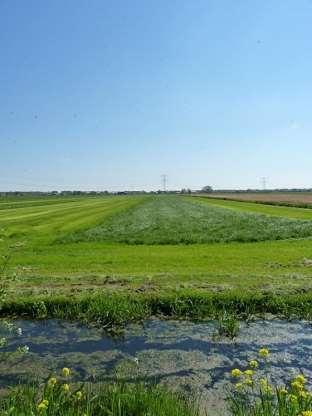 - - Kuikenvelden bieden bij werkzaamheden bescherming aan nesten en jongen 3. Plas-dras en greppel plas-dras Plas-dras biedt een aantrekkelijke biotoop voor weidevogels om te rusten en te foerageren.